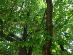 DSC01242.jpg