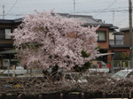 2017-04-10 10.50.51.jpg