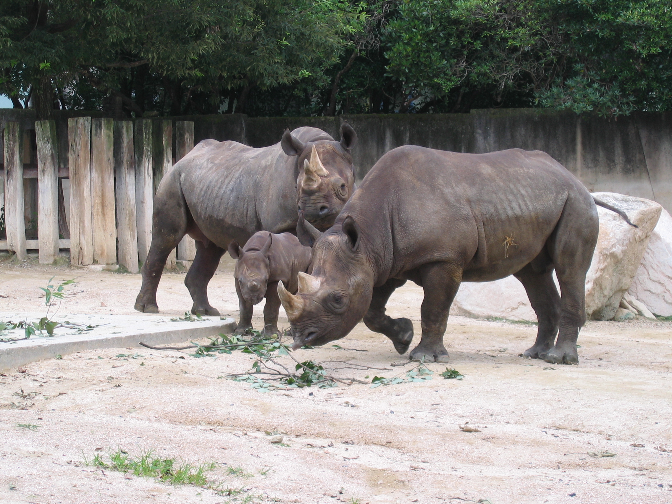 ひろみ幼稚園 園長のブログ 安佐動物公園へ