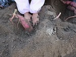 IMG_3590.jpg