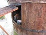 IMG_4597.jpg