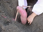 IMG_6268.jpg